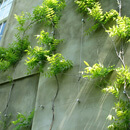 Hampstead Green Wall